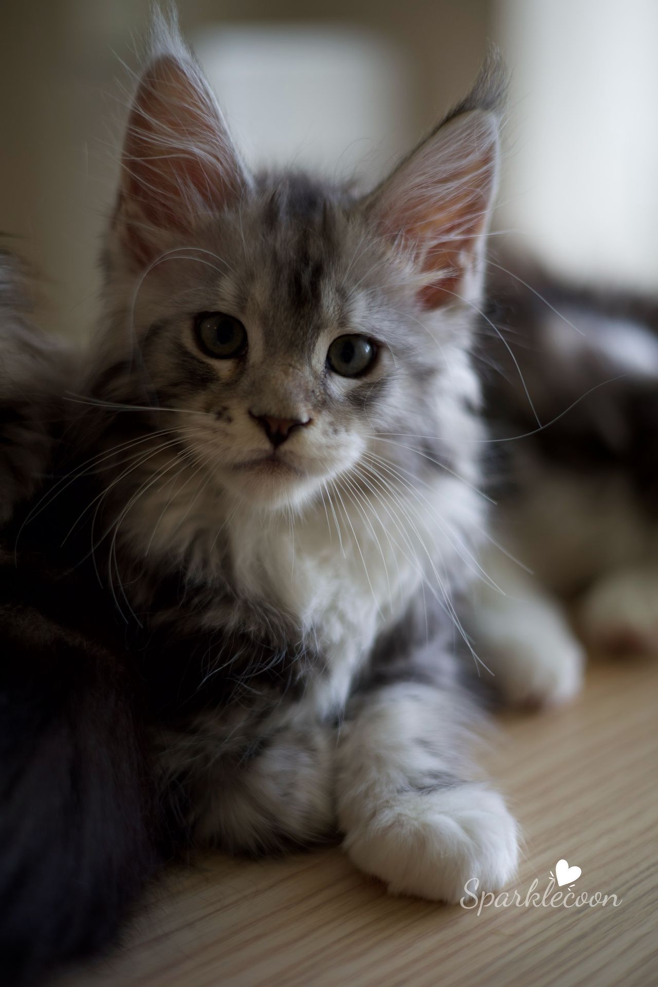 Hotch - Black Silver Classic Tabby with White - litter truffle 2025 07 03 third born 3 — Maine Coon