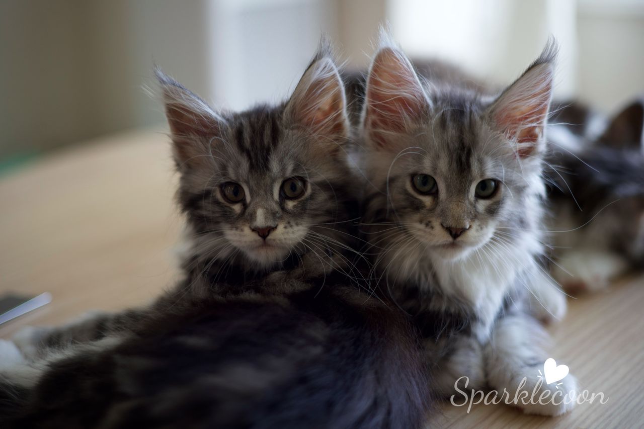 Hotch - Black Silver Classic Tabby with White - litter truffle 2025 07 03 third born 4 — Maine Coon