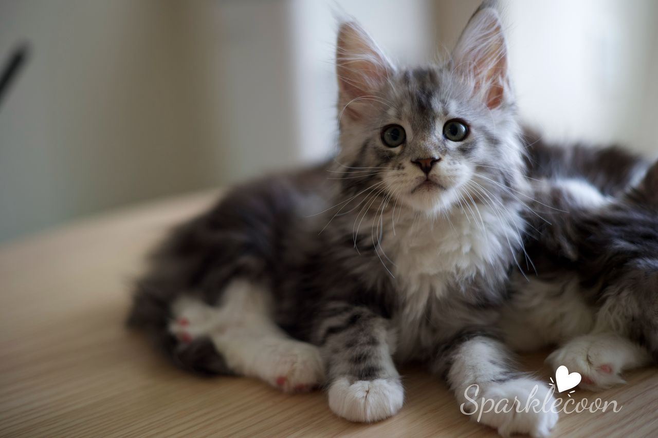 Hotch - Black Silver Classic Tabby with White - litter truffle 2025 07 03 third born 6 — Maine Coon
