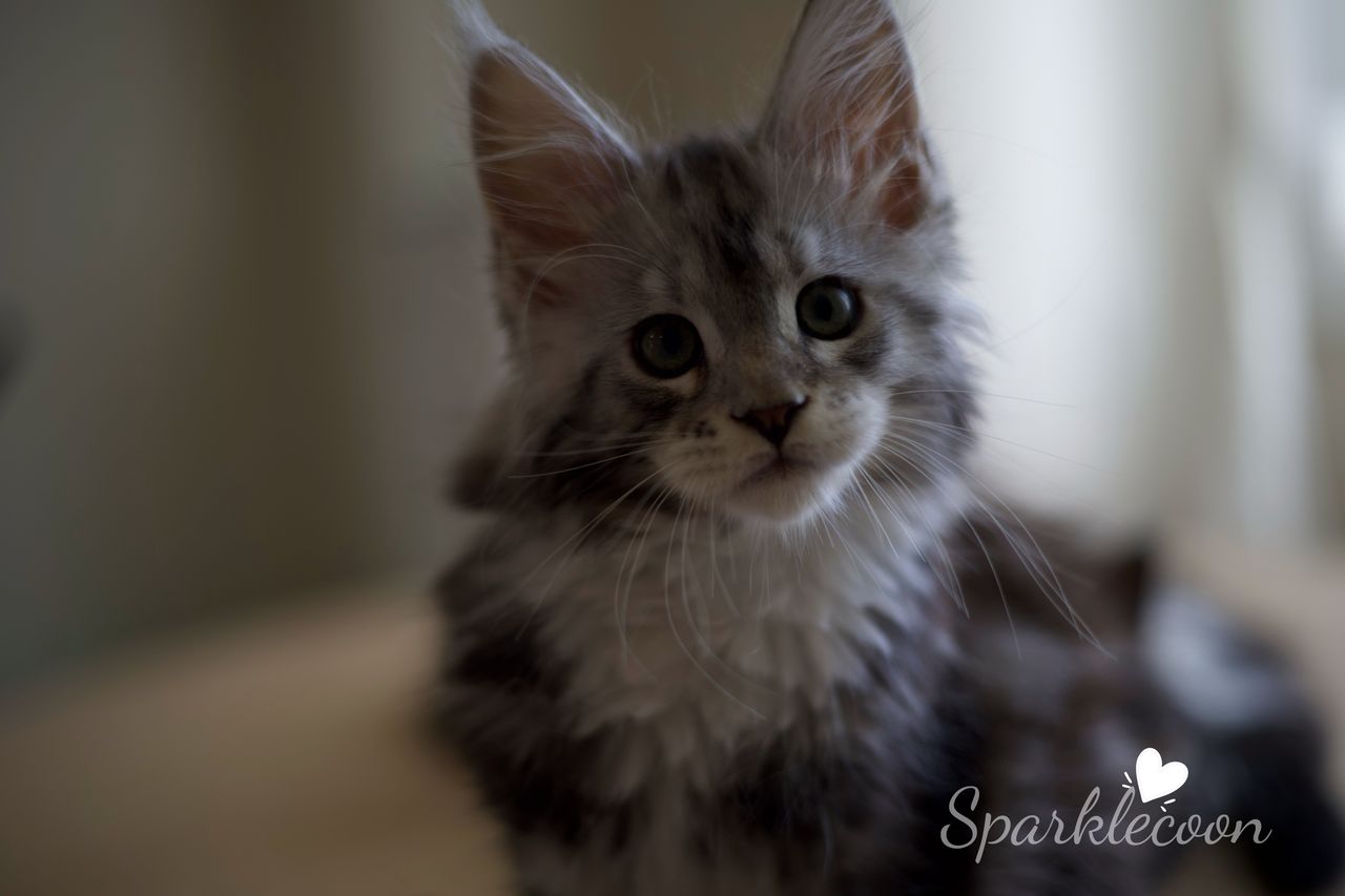 Hotch - Black Silver Classic Tabby with White - litter truffle 2025 07 03 third born 7 — Maine Coon