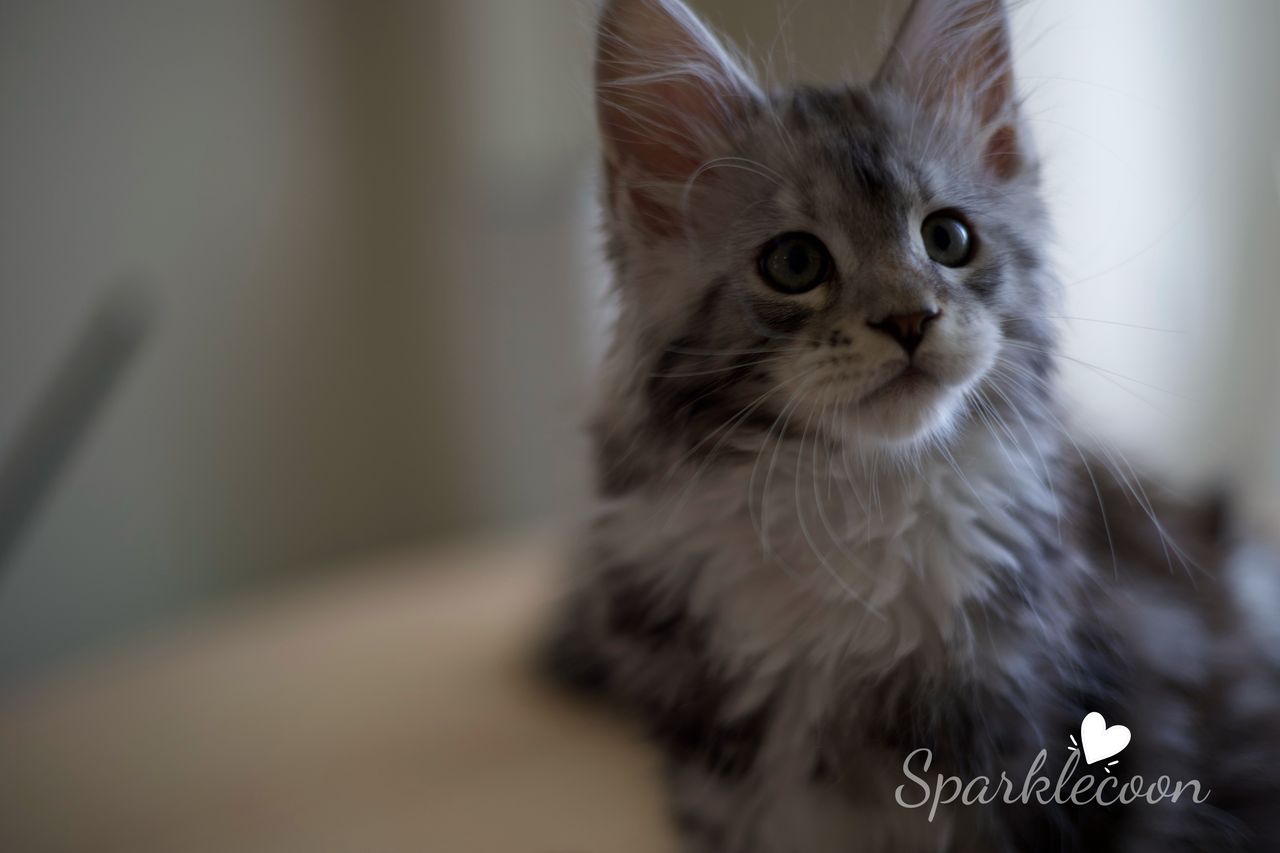 Hotch - Black Silver Classic Tabby with White - litter truffle 2025 07 03 third born 8 — Maine Coon