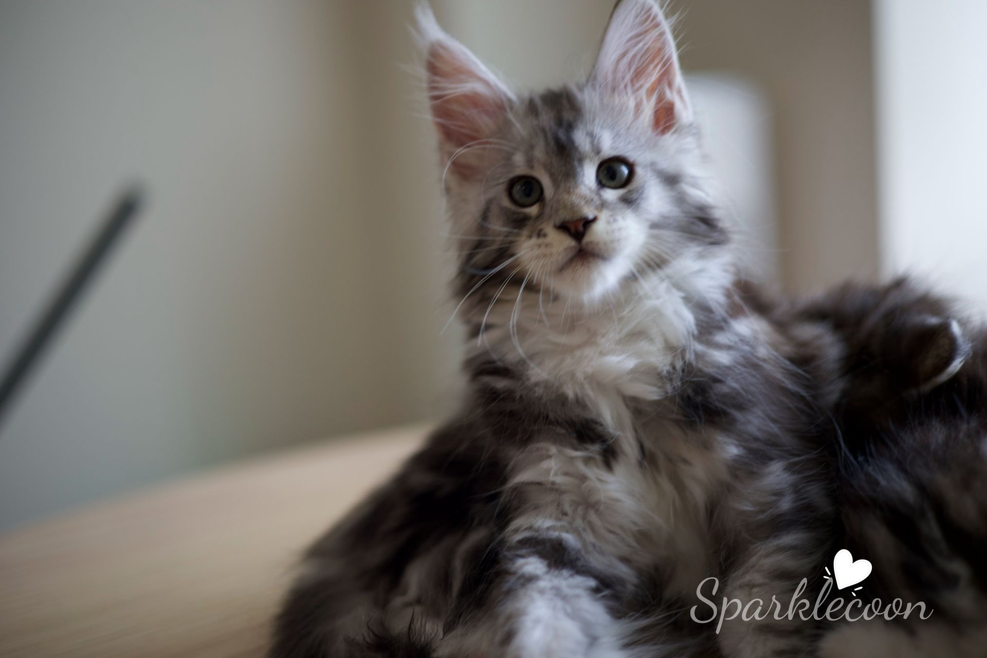 Hotch - Maine Coon Kitten