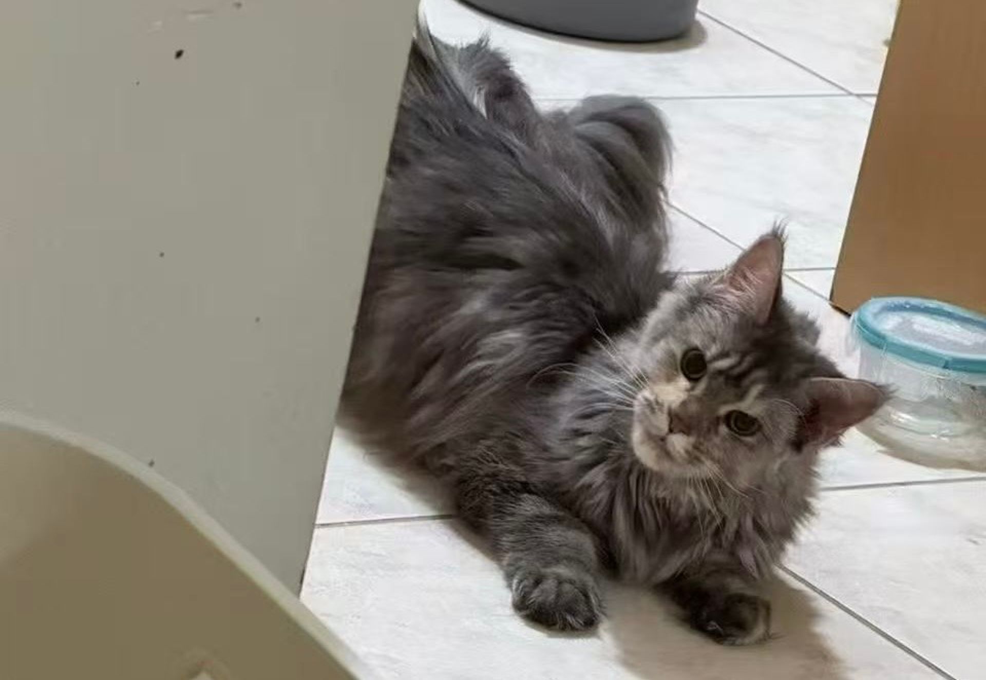 Luna - Female Maine Coon Cat