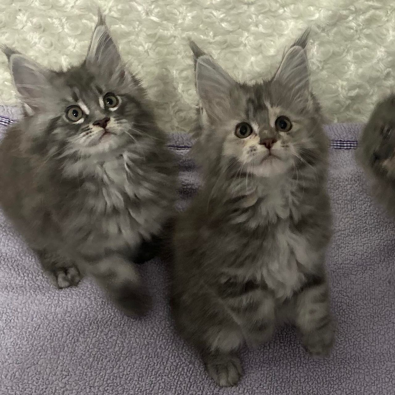Luna - Blue Silver Classic Torbie - luna image 1