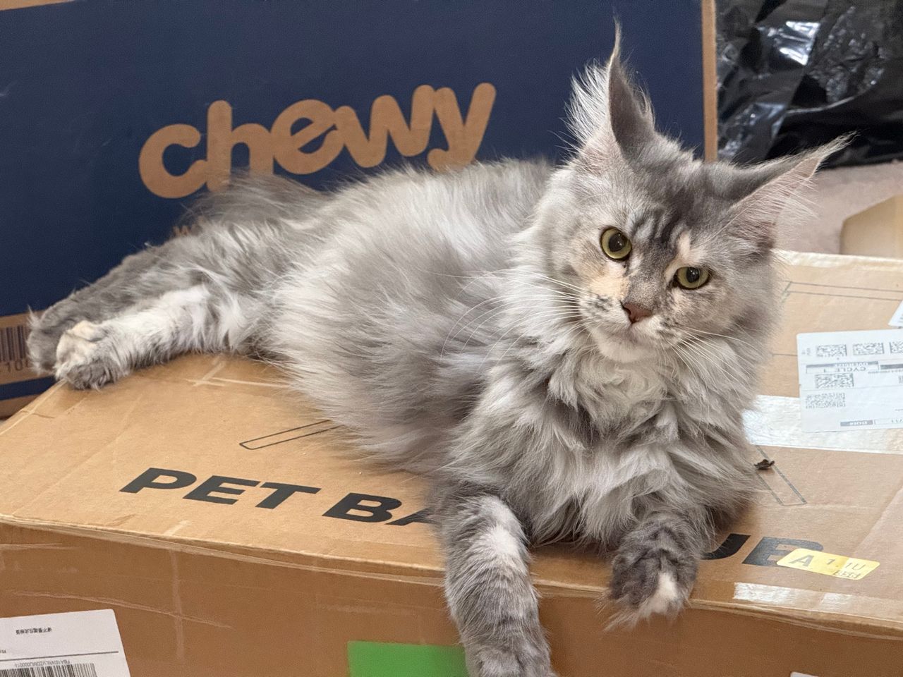 Luna - Blue Silver Classic Torbie - luna image vzufzo5l6m