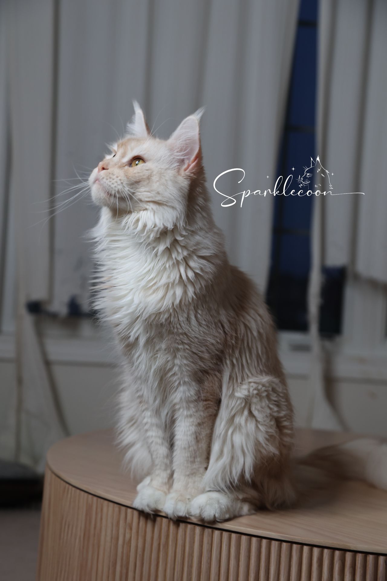 Red Quaso - Red Smoke (Cameo) and White - 2o0a4352