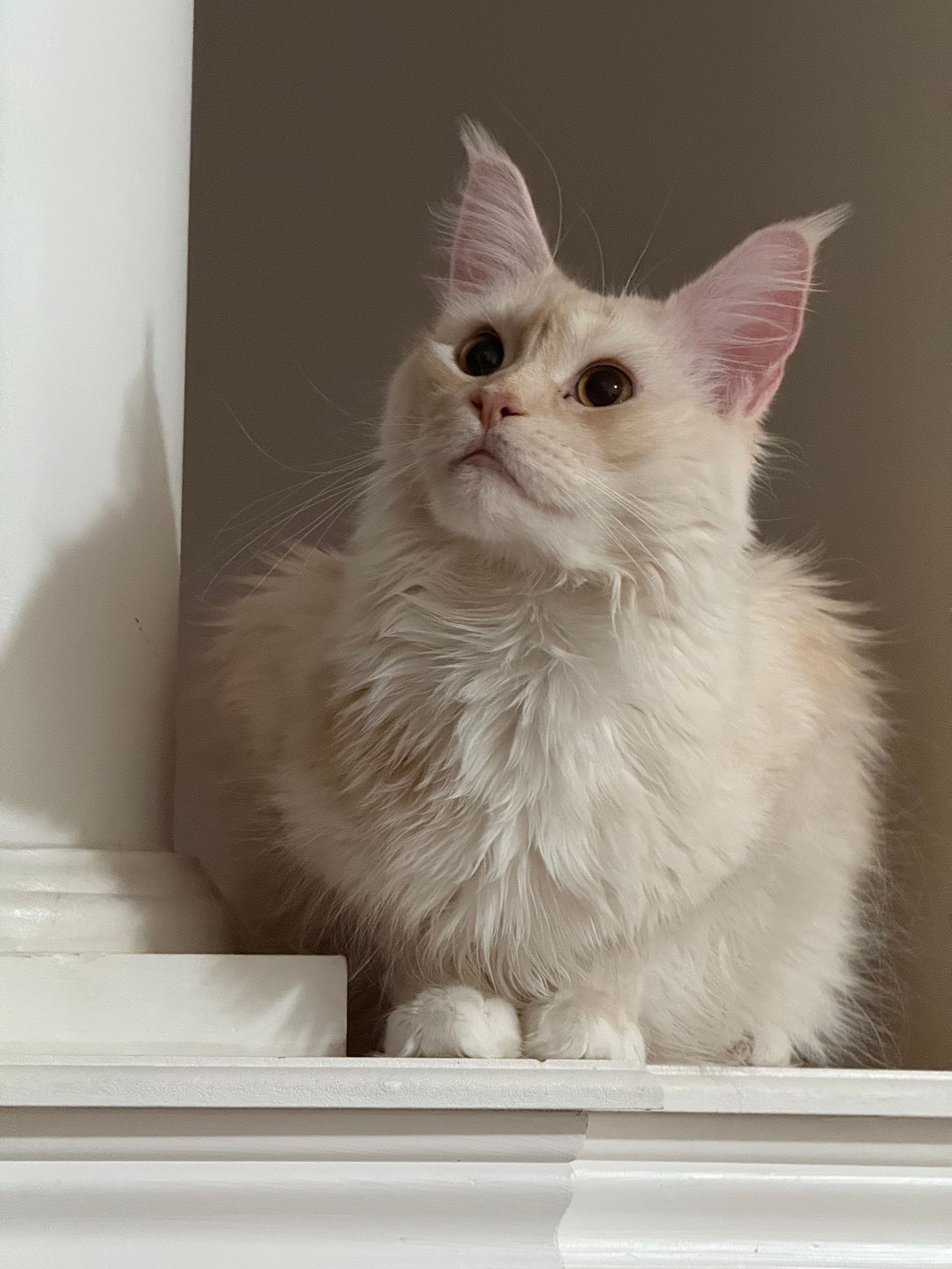 Red Quaso - Female Maine Coon Cat