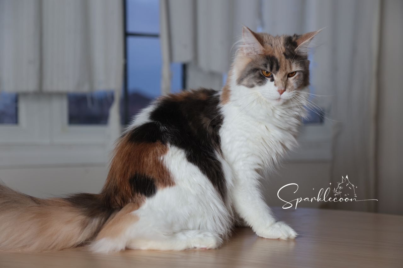 Sanibel - Blue Torbie Tabby with White - 2o0a4259