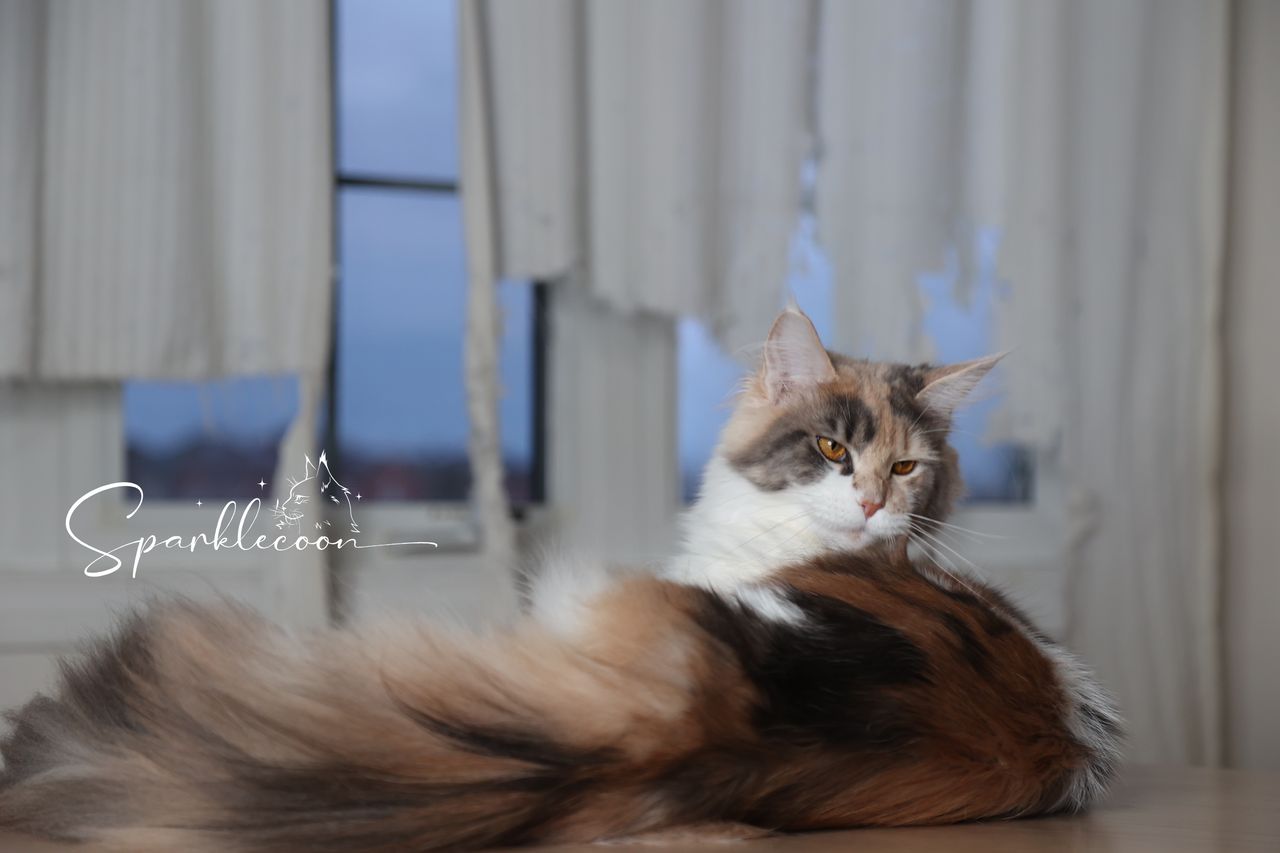 Sanibel - Blue Torbie Tabby with White - 2o0a4262