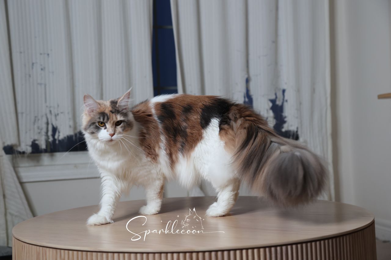 Sanibel - Blue Torbie Tabby with White - 2o0a4438