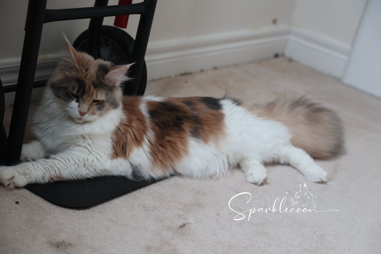 Sanibel - Blue Torbie Tabby with White - 2o0a4539
