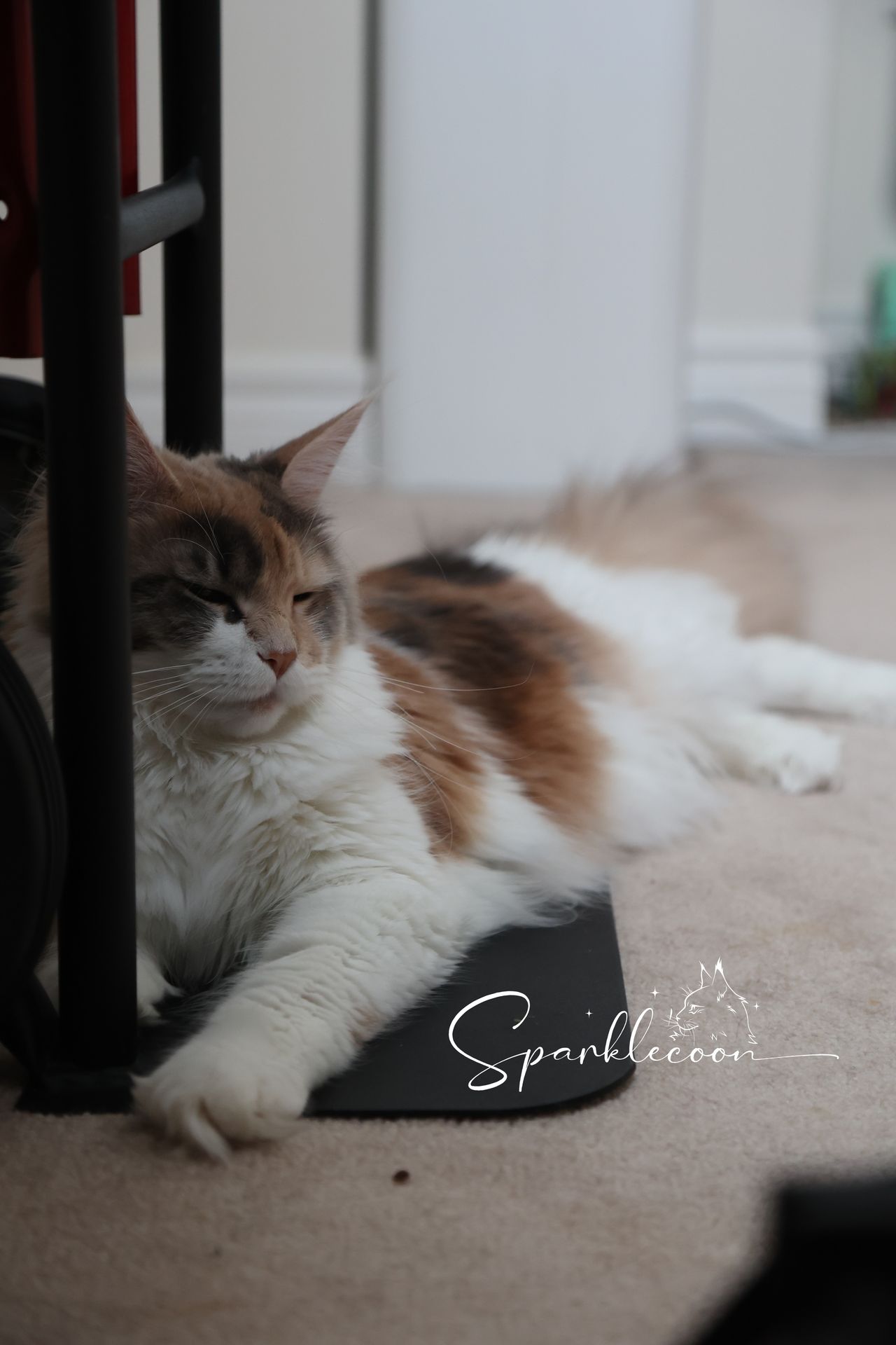 Sanibel - Blue Torbie Tabby with White - 2o0a4542
