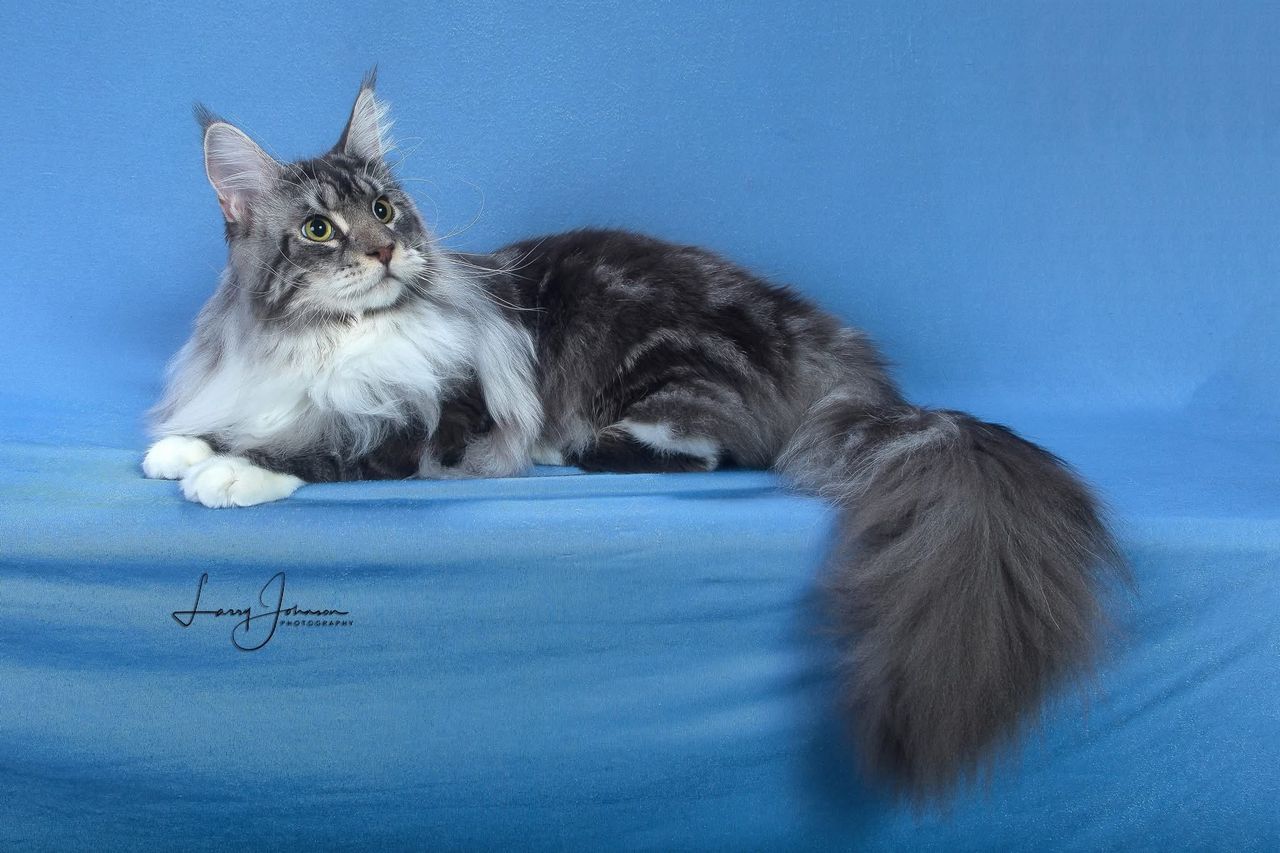 Silver Pond - Blue Silver Classic Tabby with White - silver pond image 1