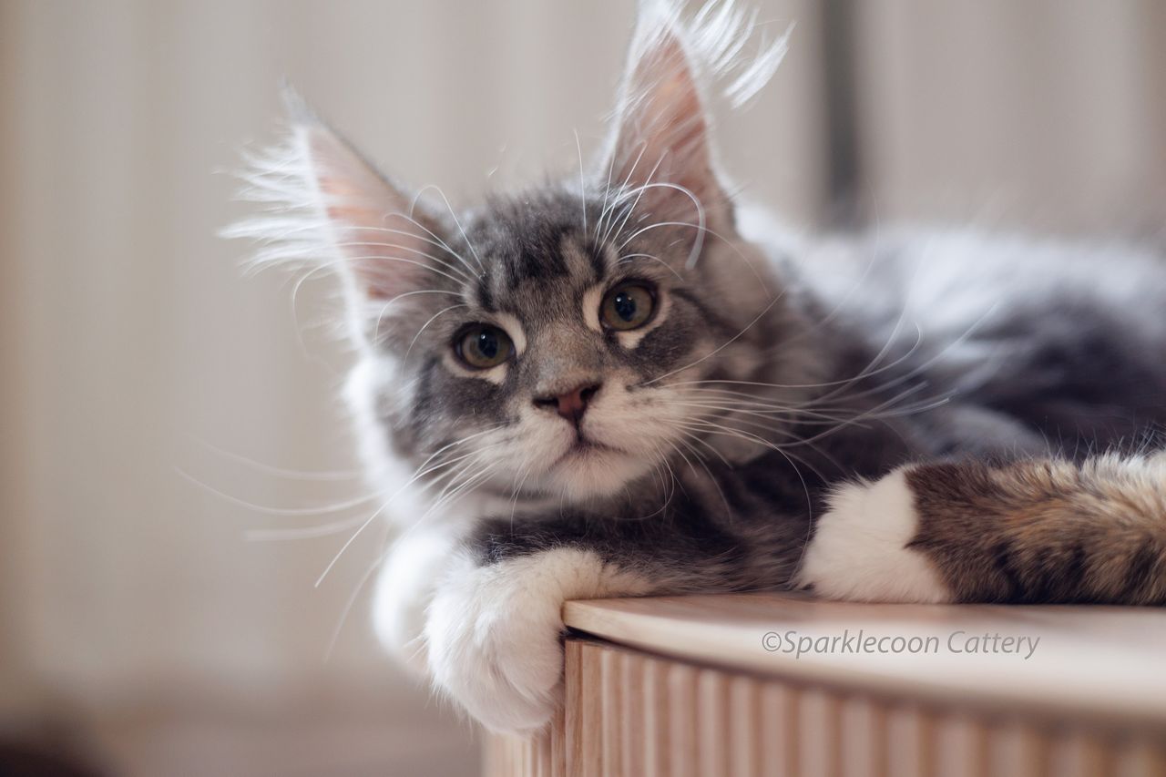 Silver Pond - Blue Silver Classic Tabby with White - silver pond image 2