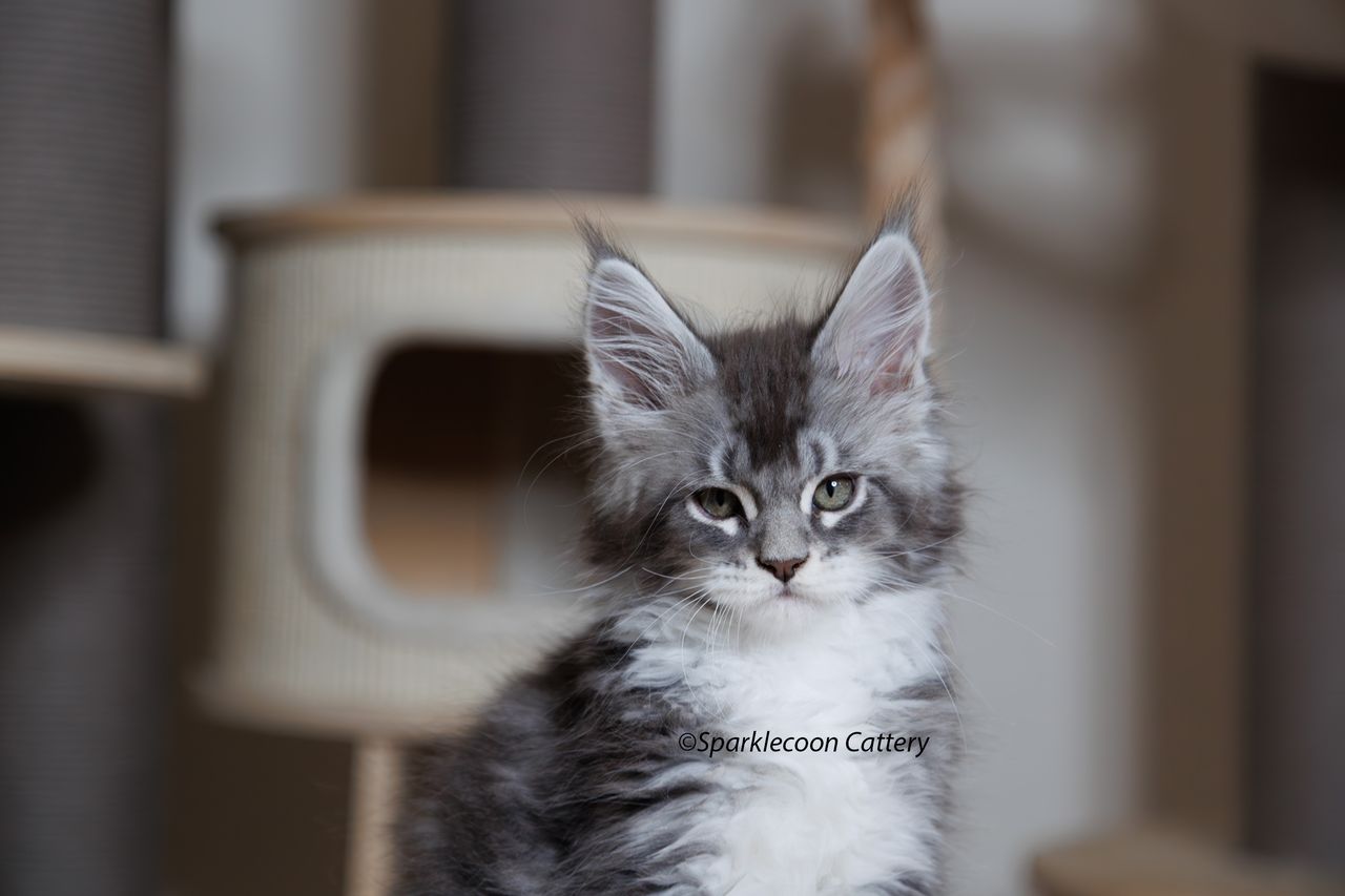 Silver Pond - Blue Silver Classic Tabby with White - silver pond image 3