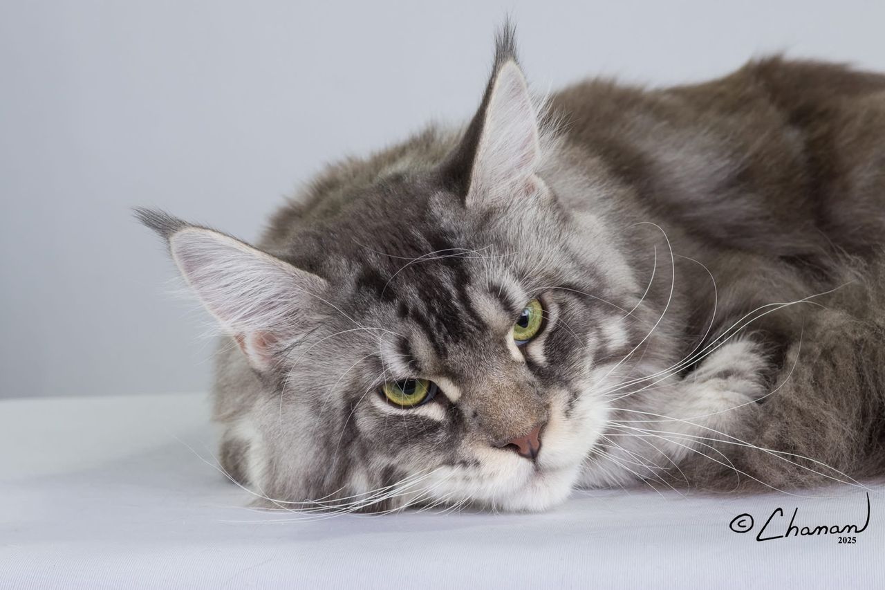 Silver Pond - Blue Silver Classic Tabby with White - silver pond image 4