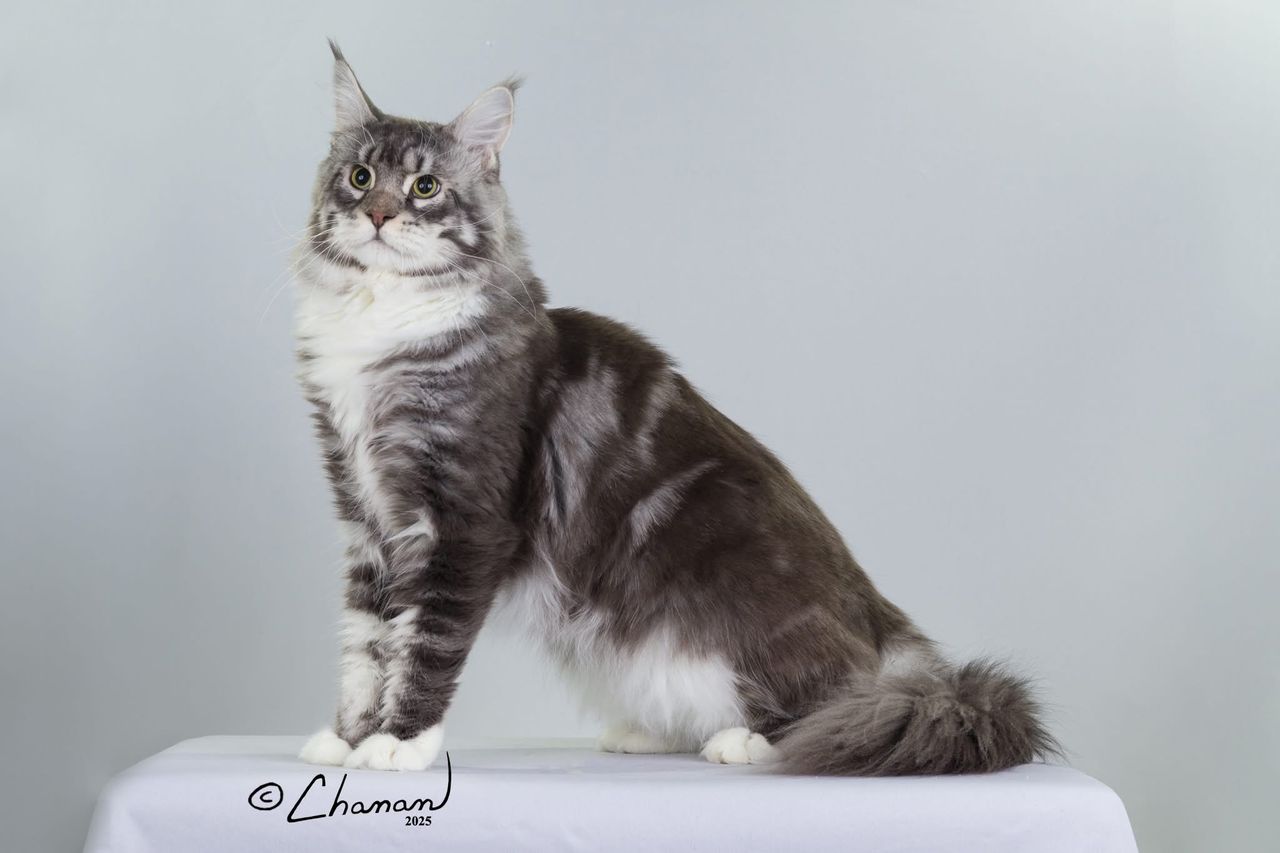 Silver Pond - Blue Silver Classic Tabby with White - silver pond image 5
