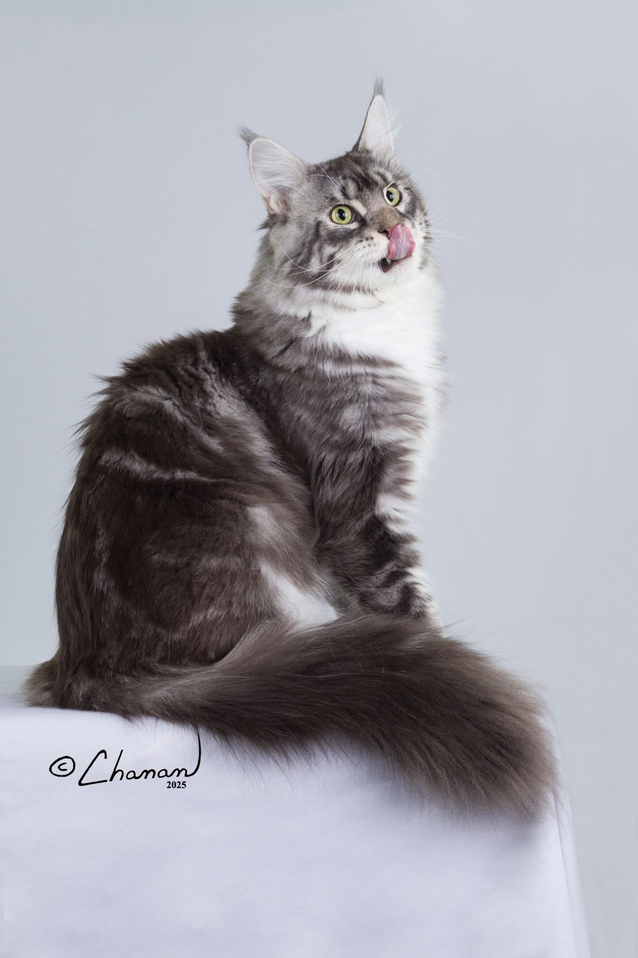 Silver Pond - Blue Silver Classic Tabby with White - silver pond image 6