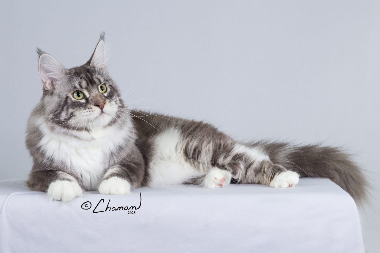 Silver Pond - Blue Silver Classic Tabby with White - silver pond image 7
