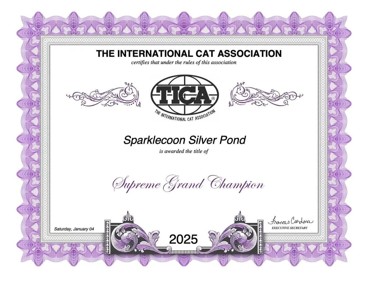 Silver Pond - Blue Silver Classic Tabby with White - silver pond sgc title