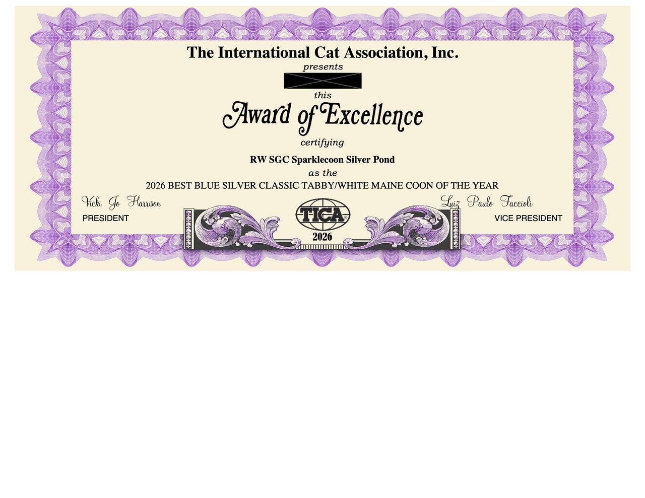 Silver Pond - Blue Silver Classic Tabby with White - sparklecoon silver pond 2026 best blue silver classic tabby white maine coon of the year — Maine Coon