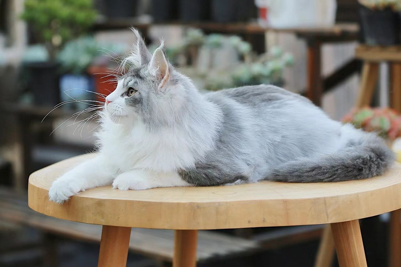 Snowalker - Black Silver Tick and White - snowalker image 1
