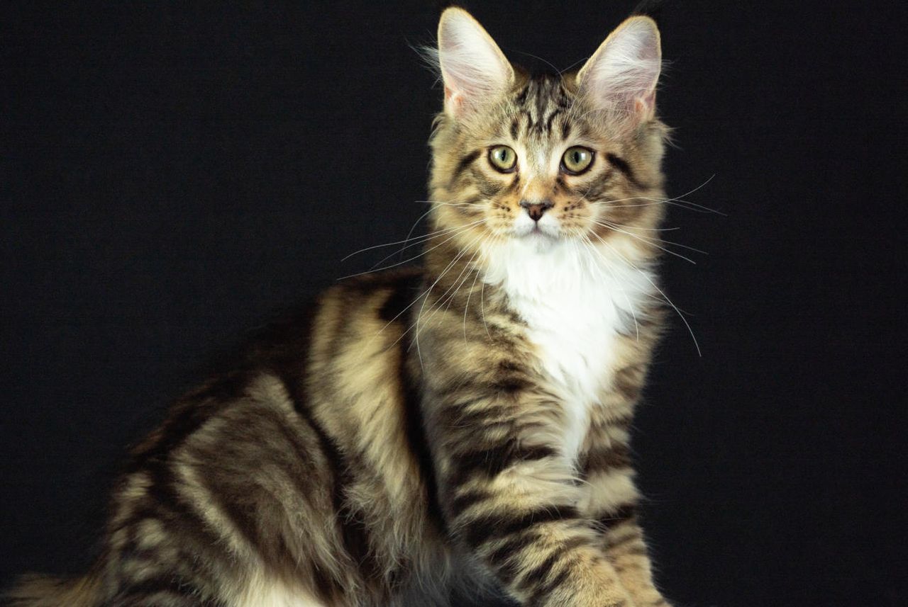 Stanley - Brown Classic Tabby with White - stanley image 1 jyygdzrgj