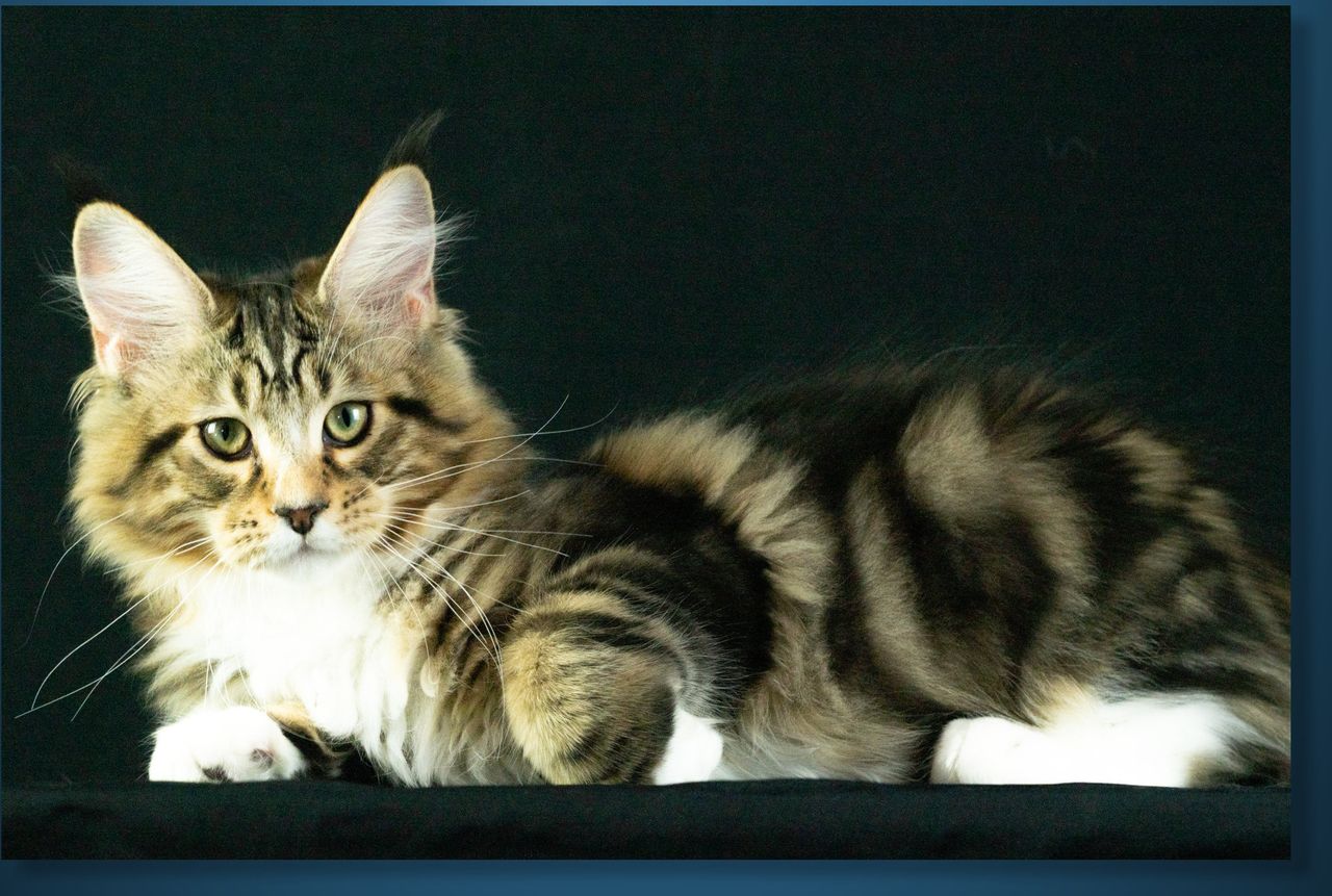 Stanley - Brown Classic Tabby with White - stanley image 1 olsyc3v 4