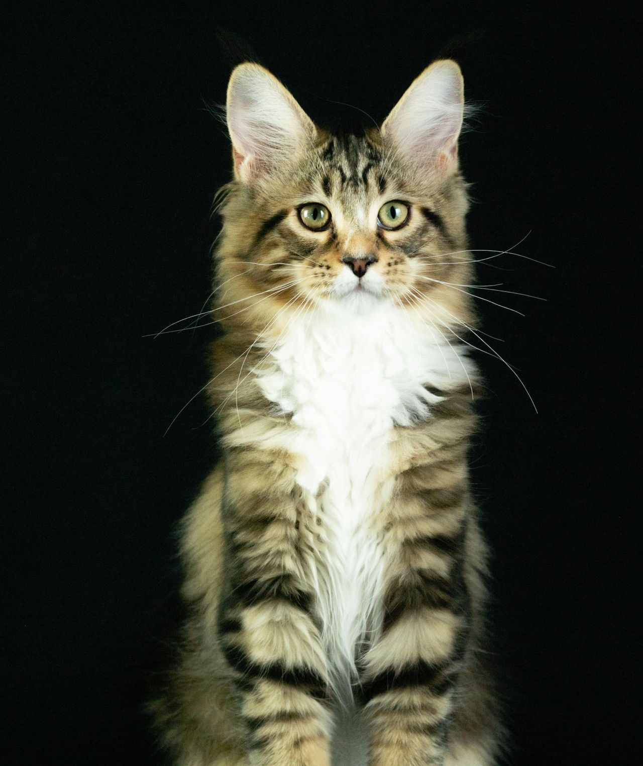 Stanley - Brown Classic Tabby with White - stanley image 2 qgsgexzjc