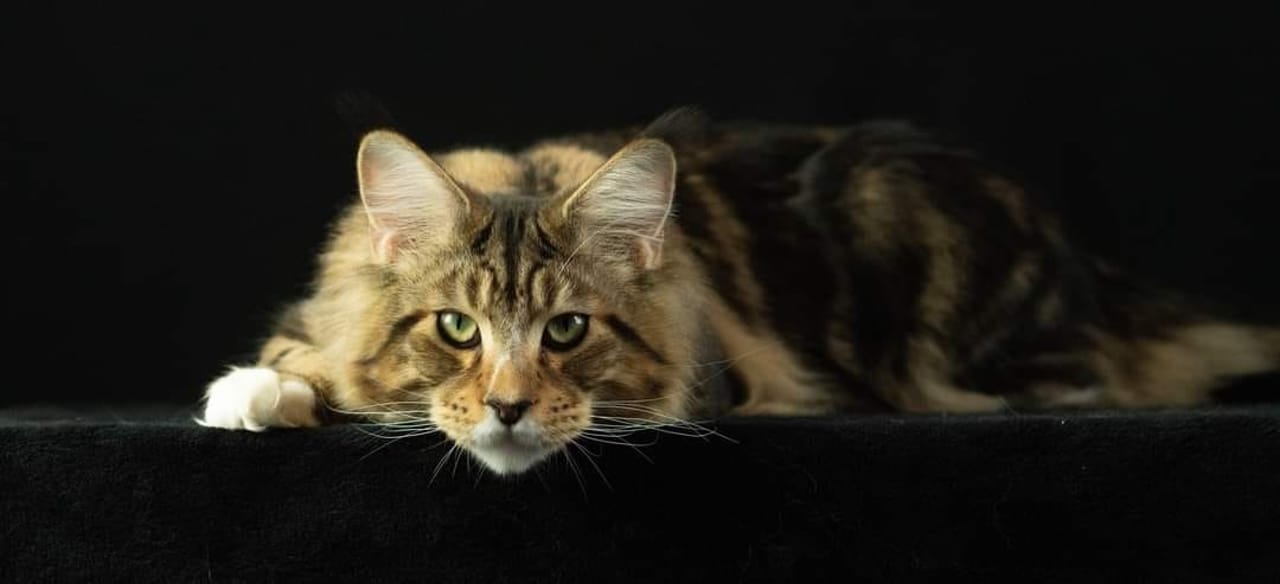 Stanley - Brown Classic Tabby with White - stanley image pc9hbxixl