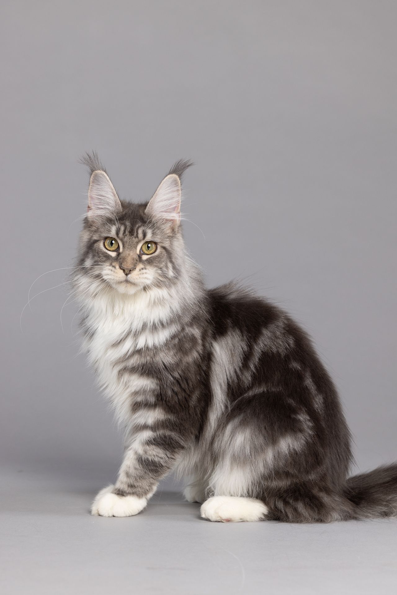 Star - Blue Silver Classic Tabby and White - star cover image