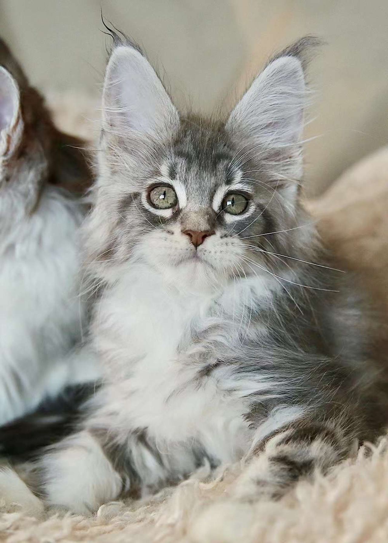 Star - Blue Silver Classic Tabby and White - star image 1