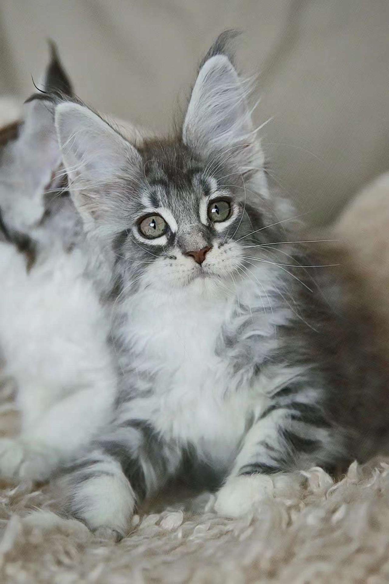 Star - Blue Silver Classic Tabby and White - star image 2