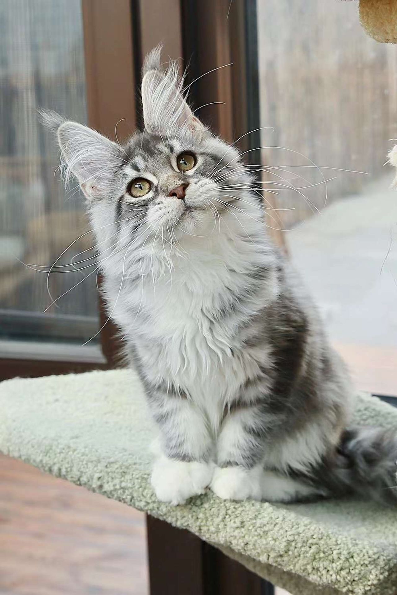 Star - Blue Silver Classic Tabby and White - star image 3