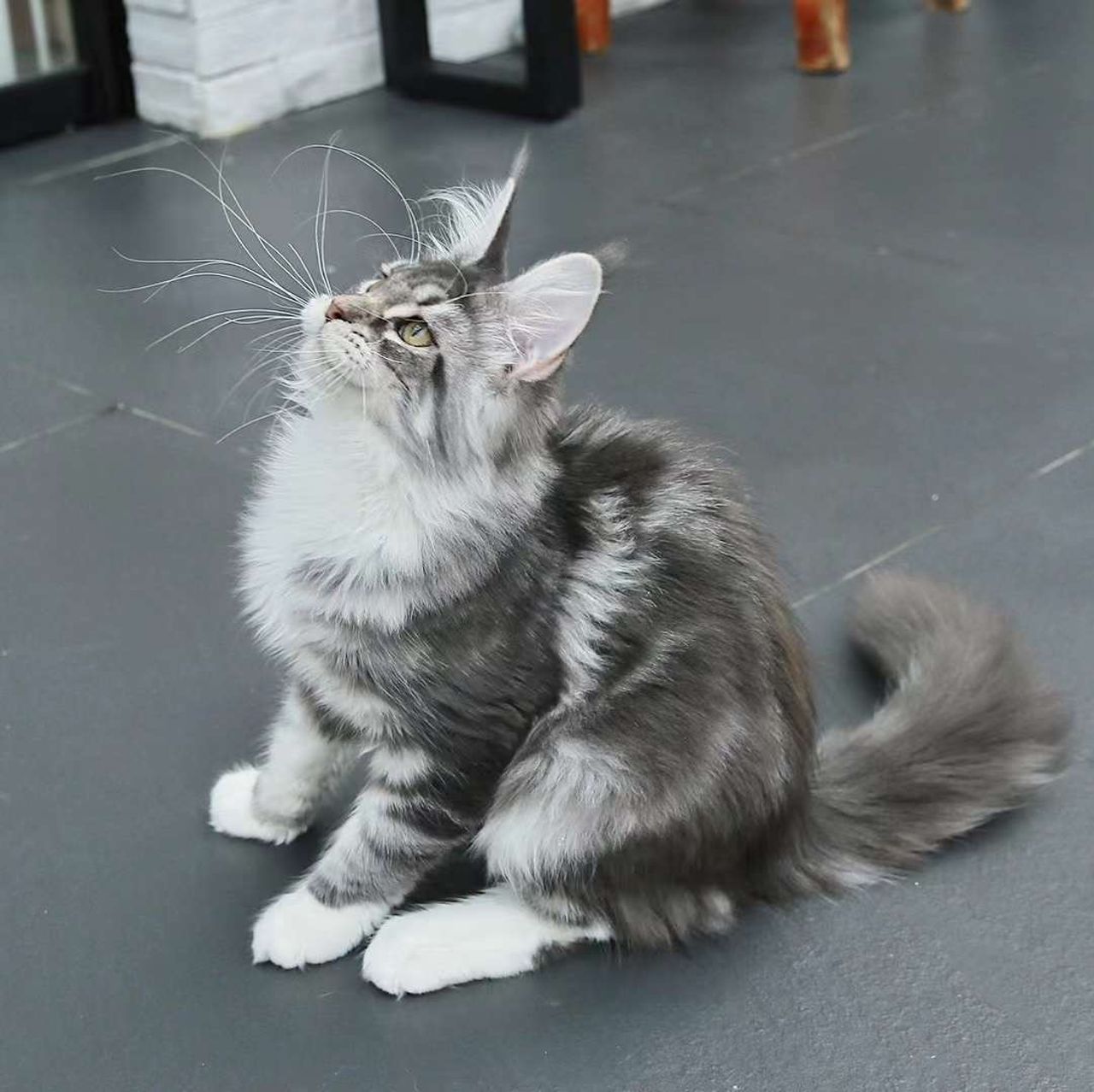 Star - Blue Silver Classic Tabby and White - star image 4