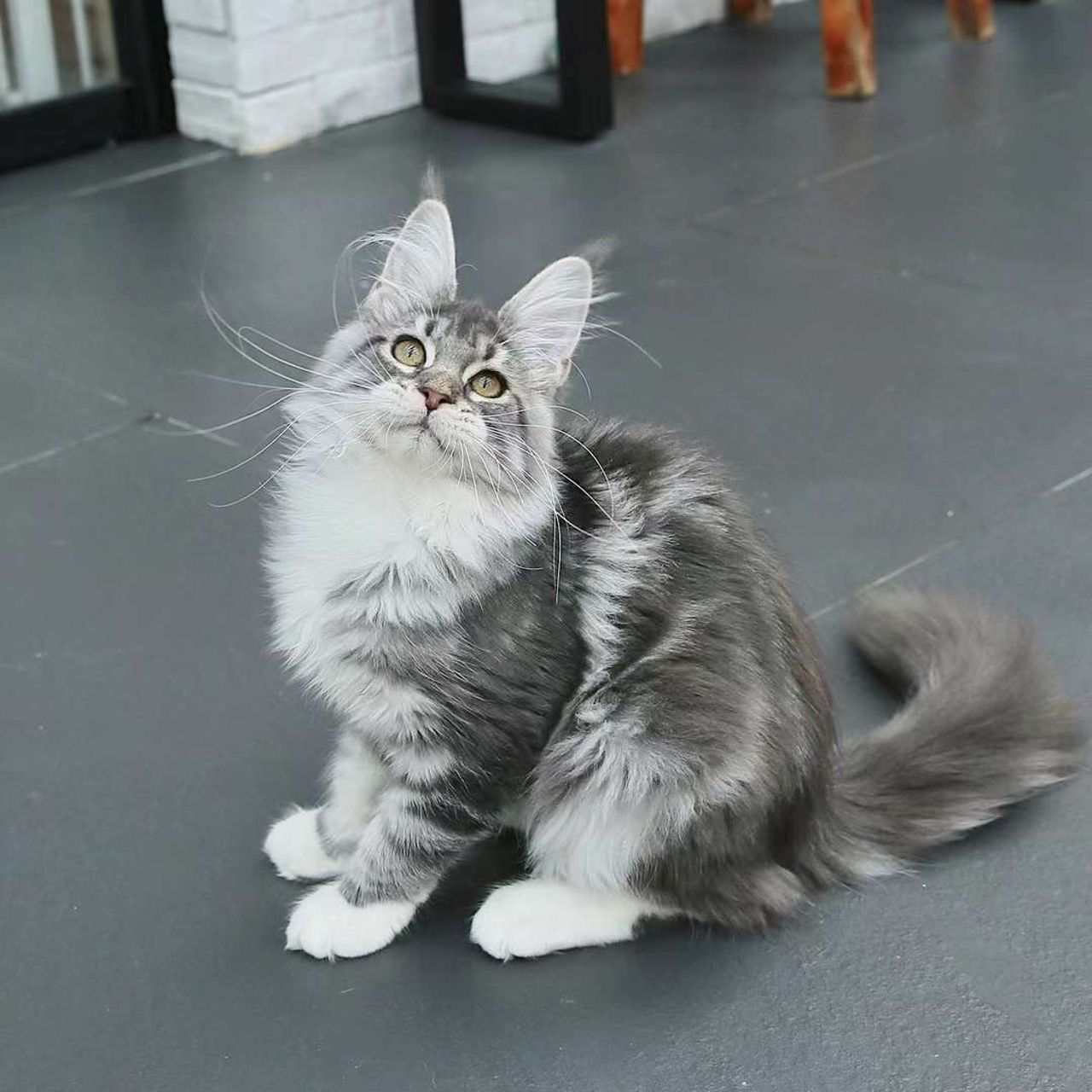 Star - Blue Silver Classic Tabby and White - star image 5