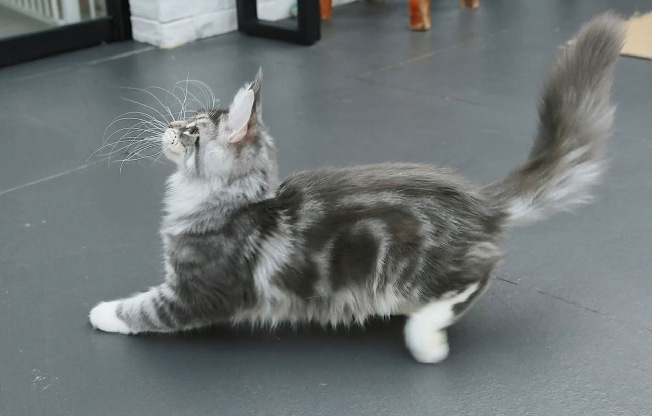 Star - Blue Silver Classic Tabby and White - star image 6