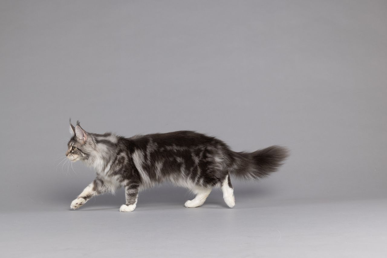 Star - Blue Silver Classic Tabby and White - star image 7