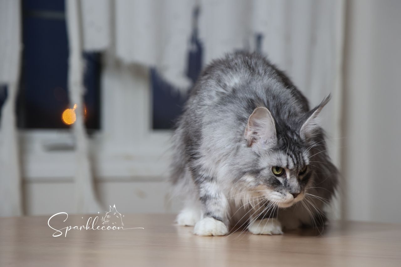 Super Dai - Blue Silver Classic Tabby with White - 2o0a4444