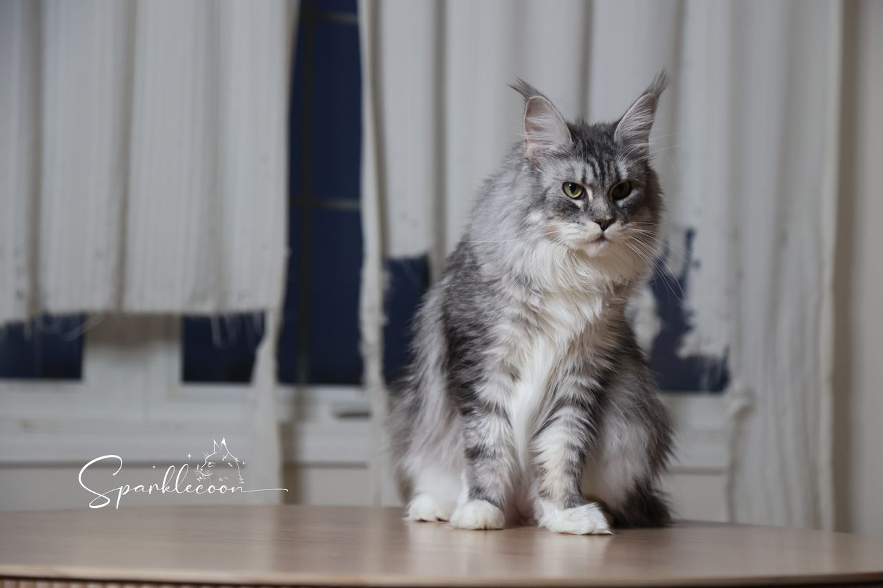 Super Dai - Blue Silver Classic Tabby with White - 2o0a4446