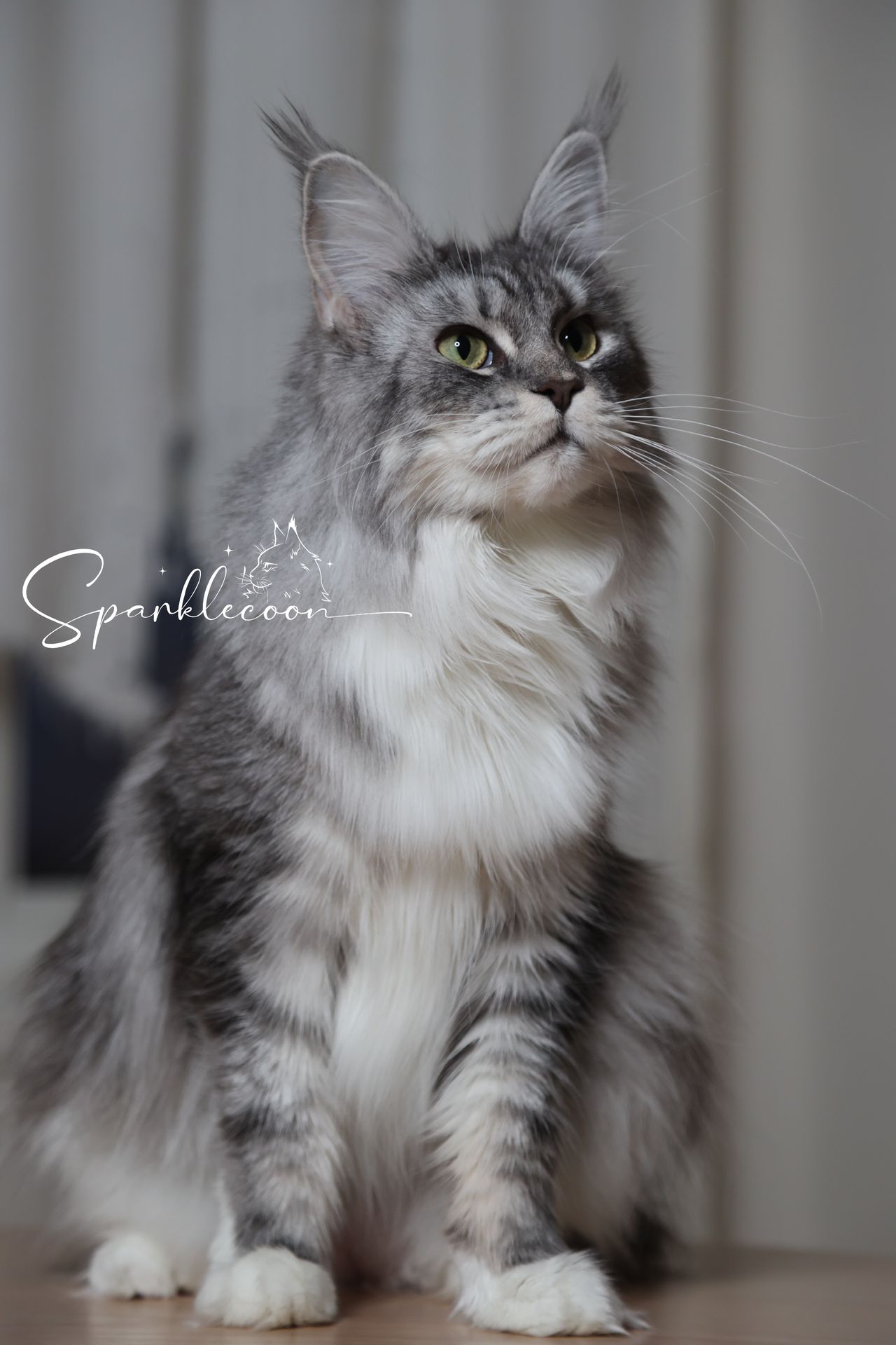 Super Dai - Blue Silver Classic Tabby with White - 2o0a4450