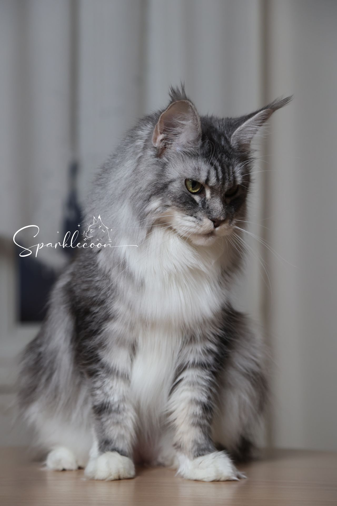 Super Dai - Blue Silver Classic Tabby with White - 2o0a4455