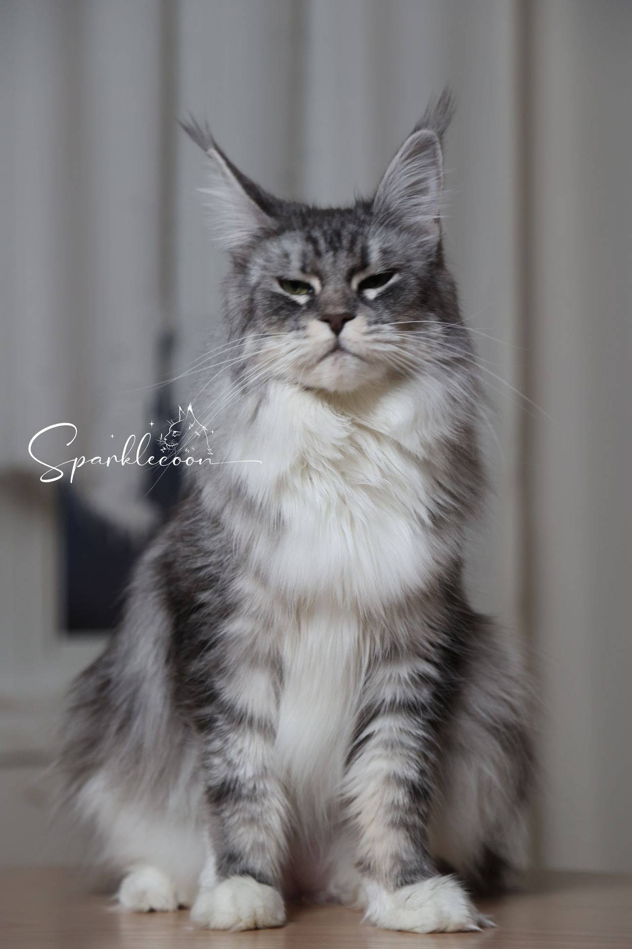 Super Dai - Blue Silver Classic Tabby with White - 2o0a4457