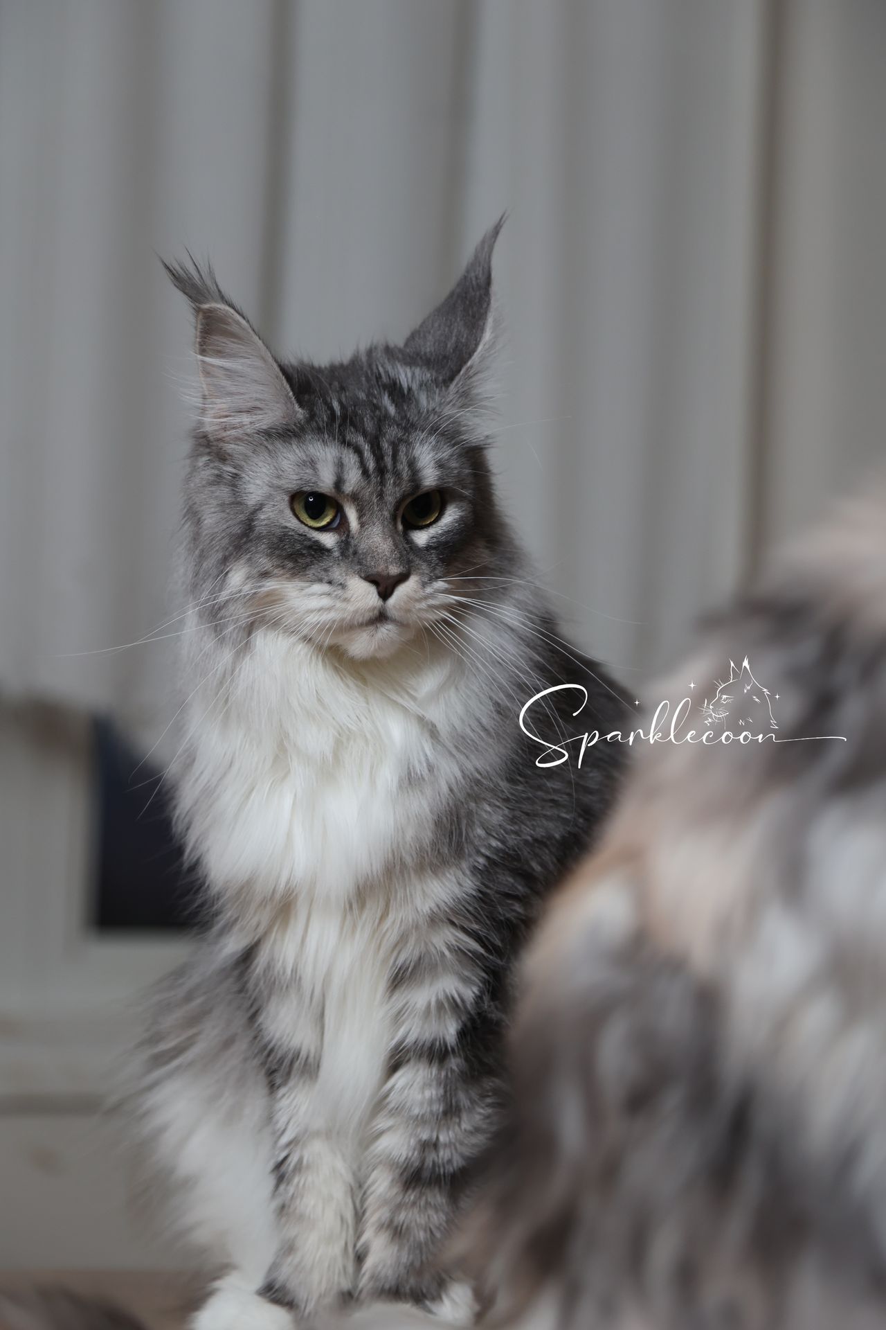 Super Dai - Blue Silver Classic Tabby with White - 2o0a4460