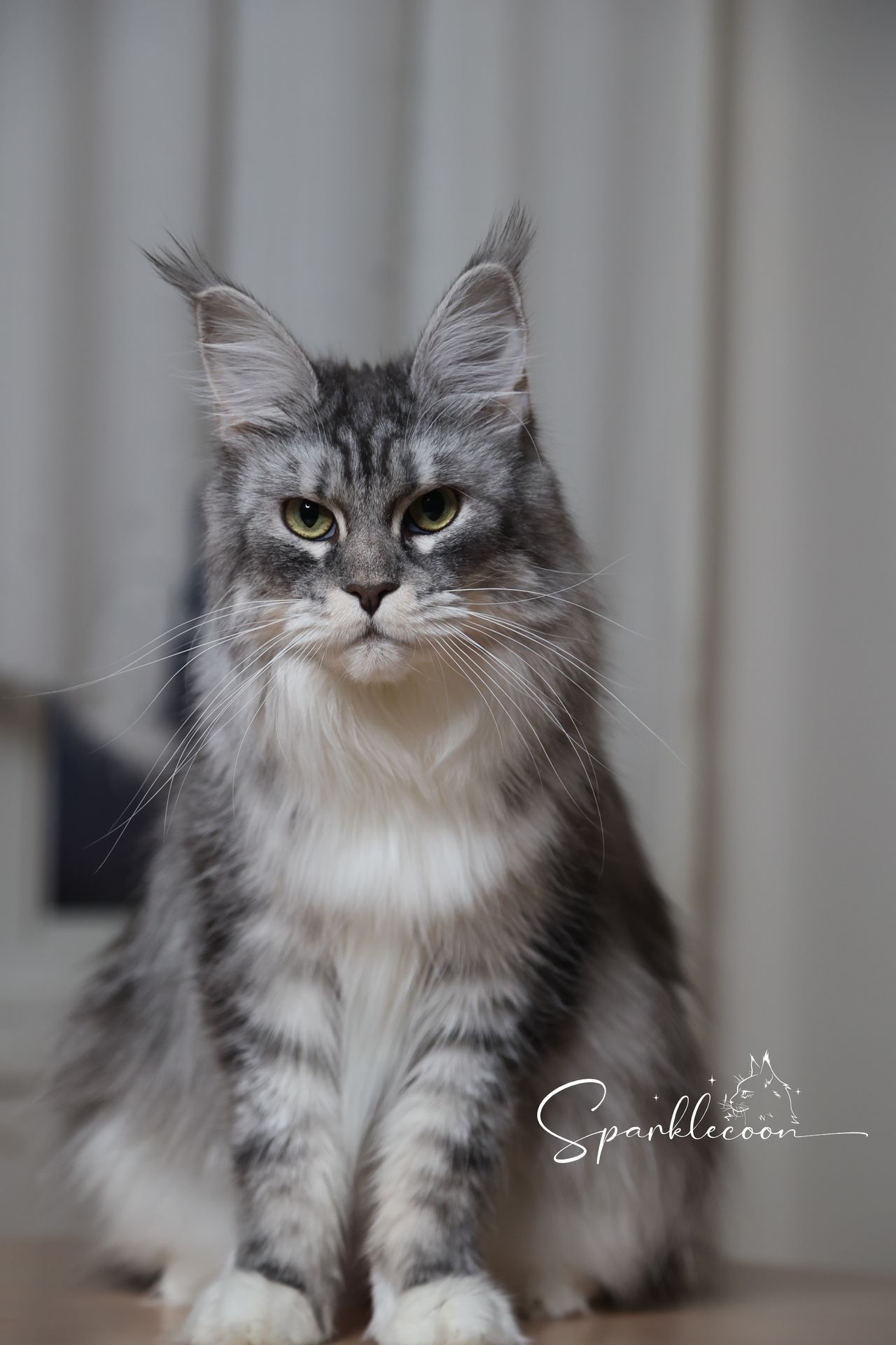 Super Dai - Blue Silver Classic Tabby with White - 2o0a4463