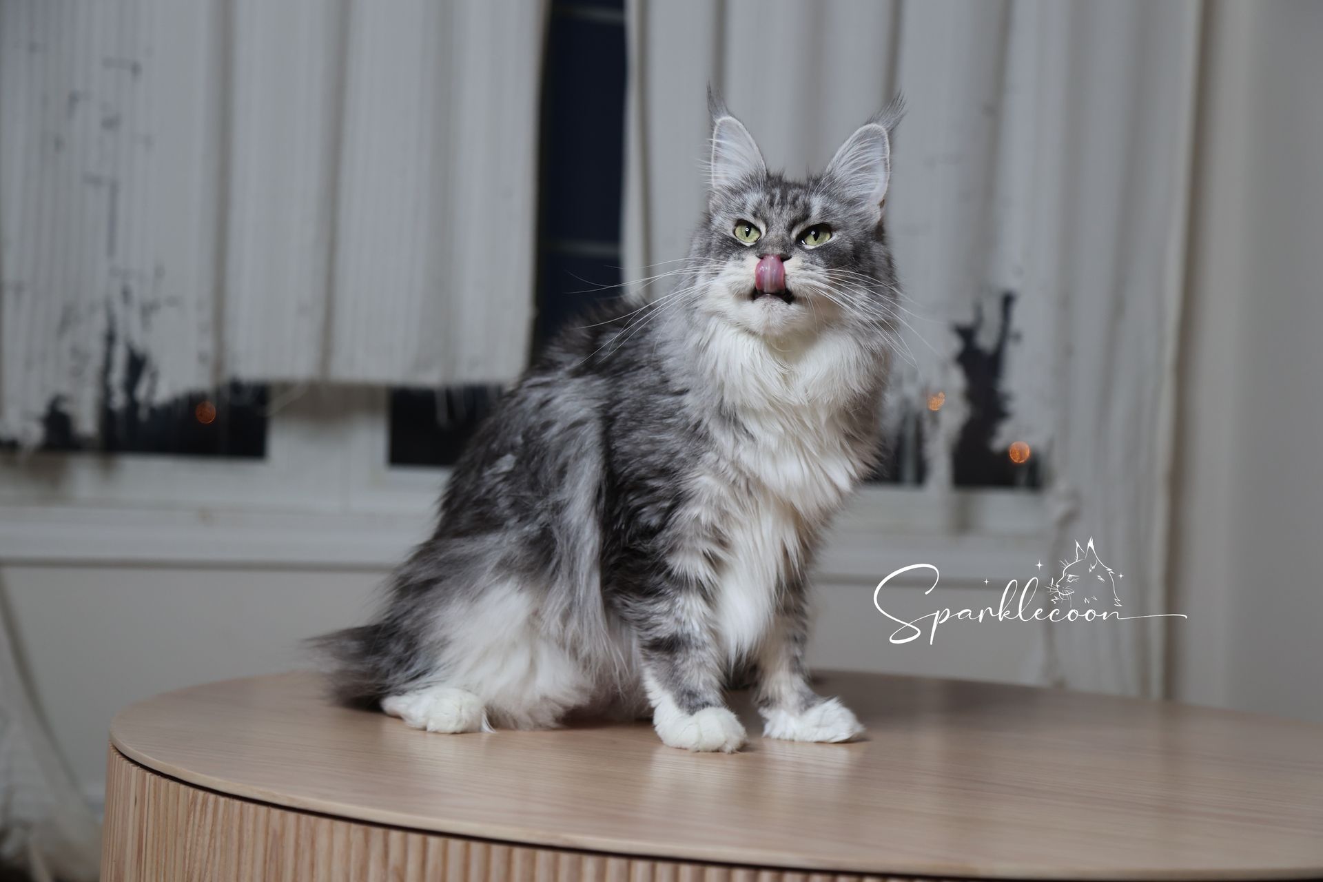Super Dai - Female Maine Coon Cat