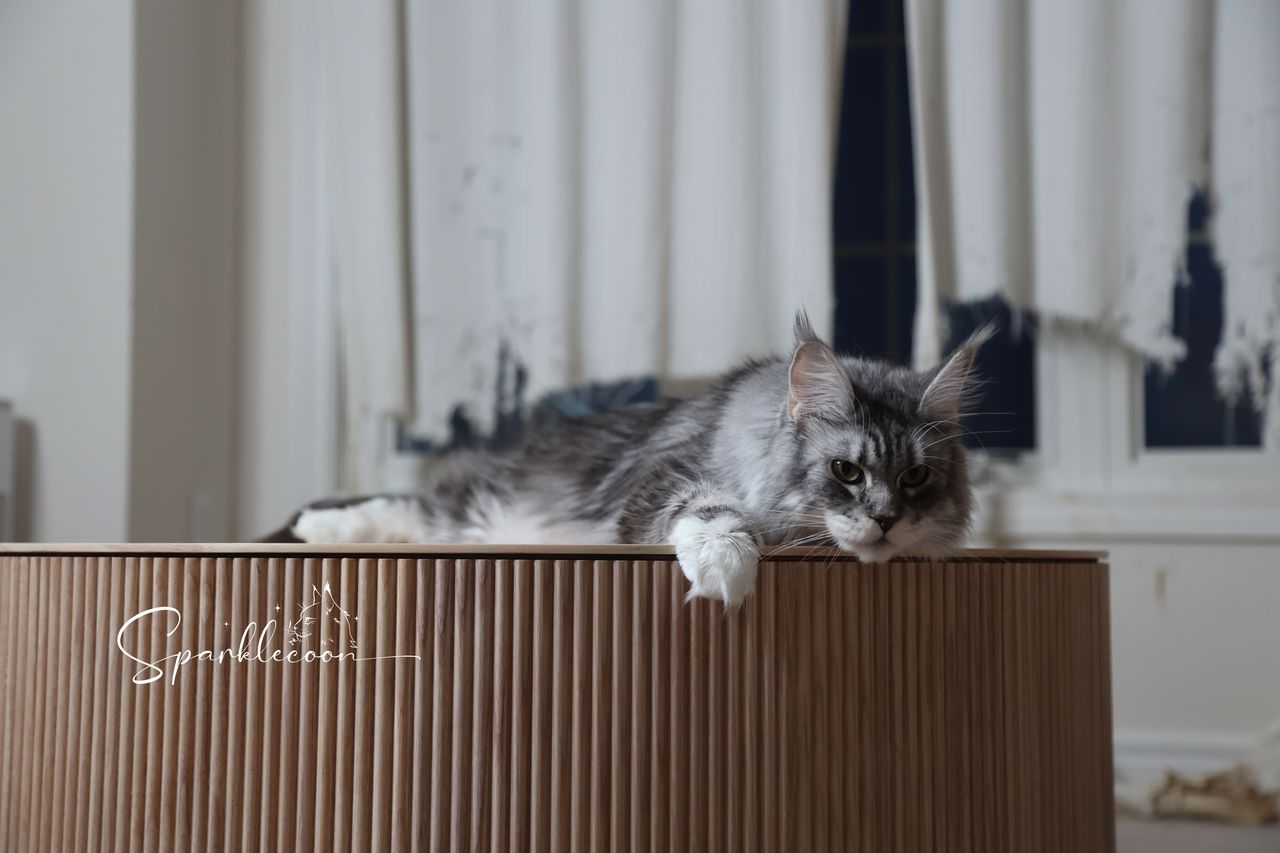Super Dai - Blue Silver Classic Tabby with White - 2o0a4512