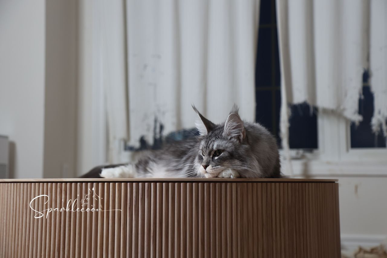 Super Dai - Blue Silver Classic Tabby with White - 2o0a4514