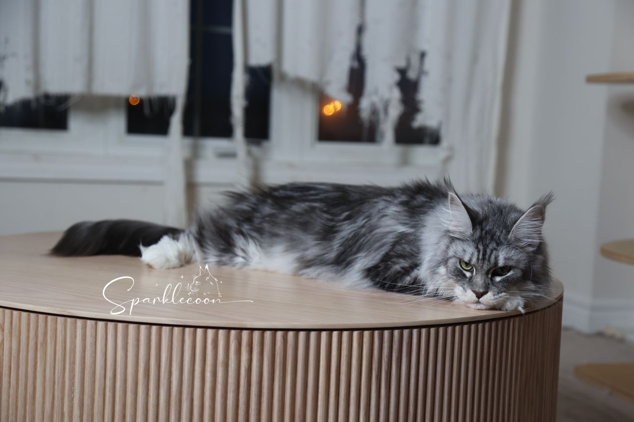 Super Dai - Blue Silver Classic Tabby with White - 2o0a4515