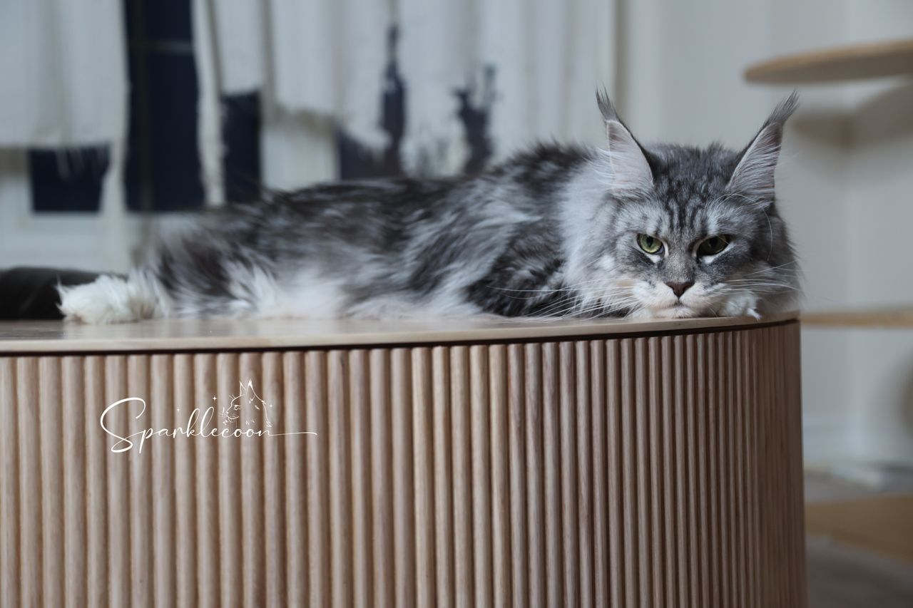 Super Dai - Blue Silver Classic Tabby with White - 2o0a4517